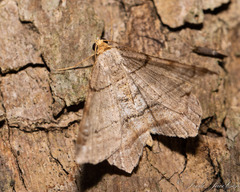 Macaria multilineata
