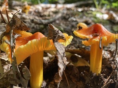 Hygrocybe punicea