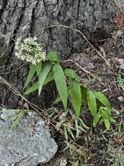 Eupatorium sessilifolium