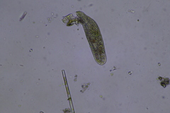 Ciliophora