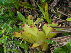 Neoregelia