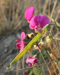 Lathyrus latifolius