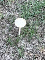 Saproamanita thiersii