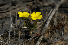 Camissoniopsis