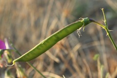 Lathyrus latifolius