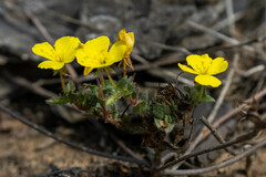 Camissoniopsis