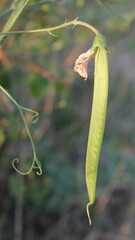 Lathyrus latifolius