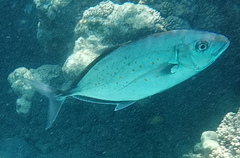 Flavocaranx bajad