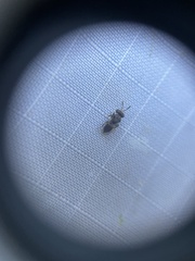 Pteromalidae