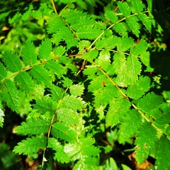 Sorbus aucuparia