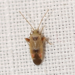 Parthenicus juniperi