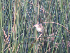 Schoenoplectus californicus