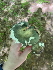 Heterophyllidia