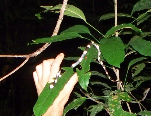Two-colored Snail-eater