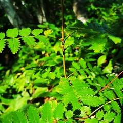 Sorbus aucuparia