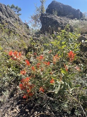 Castilleja linariifolia