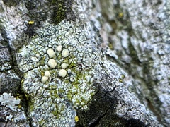 Lecanora hybocarpa