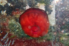 Actinia mediterranea