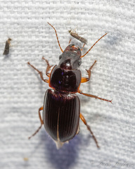 Harpalinae