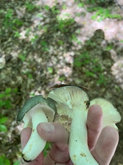 Heterophyllidia