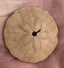 Echinarachnius parma