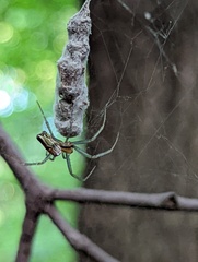 Mecynogea lemniscata