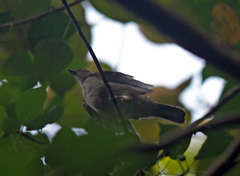 Rubigula erythropthalmos