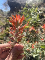 Castilleja linariifolia
