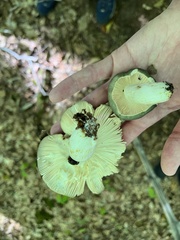 Heterophyllidia