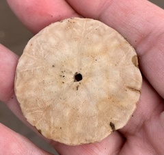 Echinarachnius parma