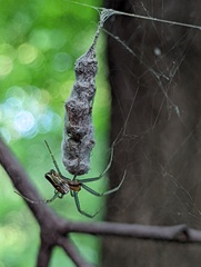 Mecynogea lemniscata