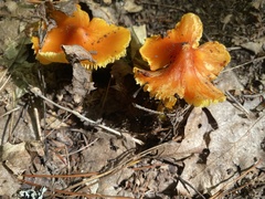 Hygrocybe punicea