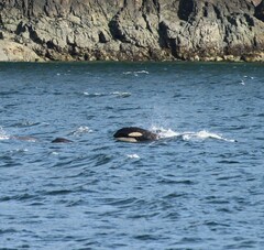 Orcinus orca