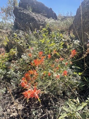Castilleja linariifolia