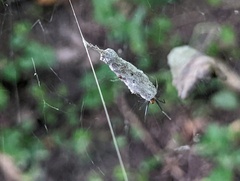 Mecynogea lemniscata