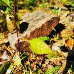 Symphyotrichum ciliolatum