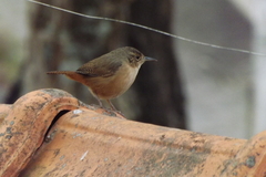 Troglodytes aedon
