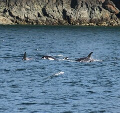 Orcinus orca