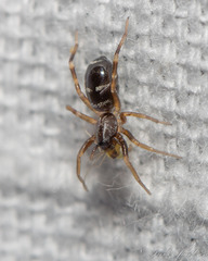 Phrurolithus