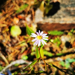 Symphyotrichum ciliolatum