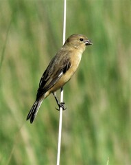 Sporophila