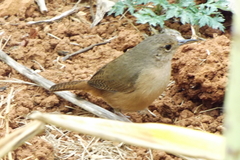 Troglodytes aedon