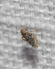 Xestocephalus superbus