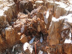 Formicinae