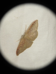 Idaea degeneraria