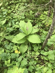 Cypripedium reginae