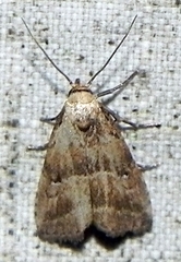 Hypenodes fractilinea