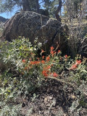 Castilleja linariifolia