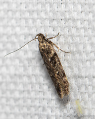 Gelechiinae