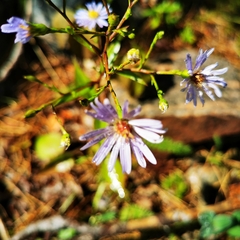 Symphyotrichum ciliolatum